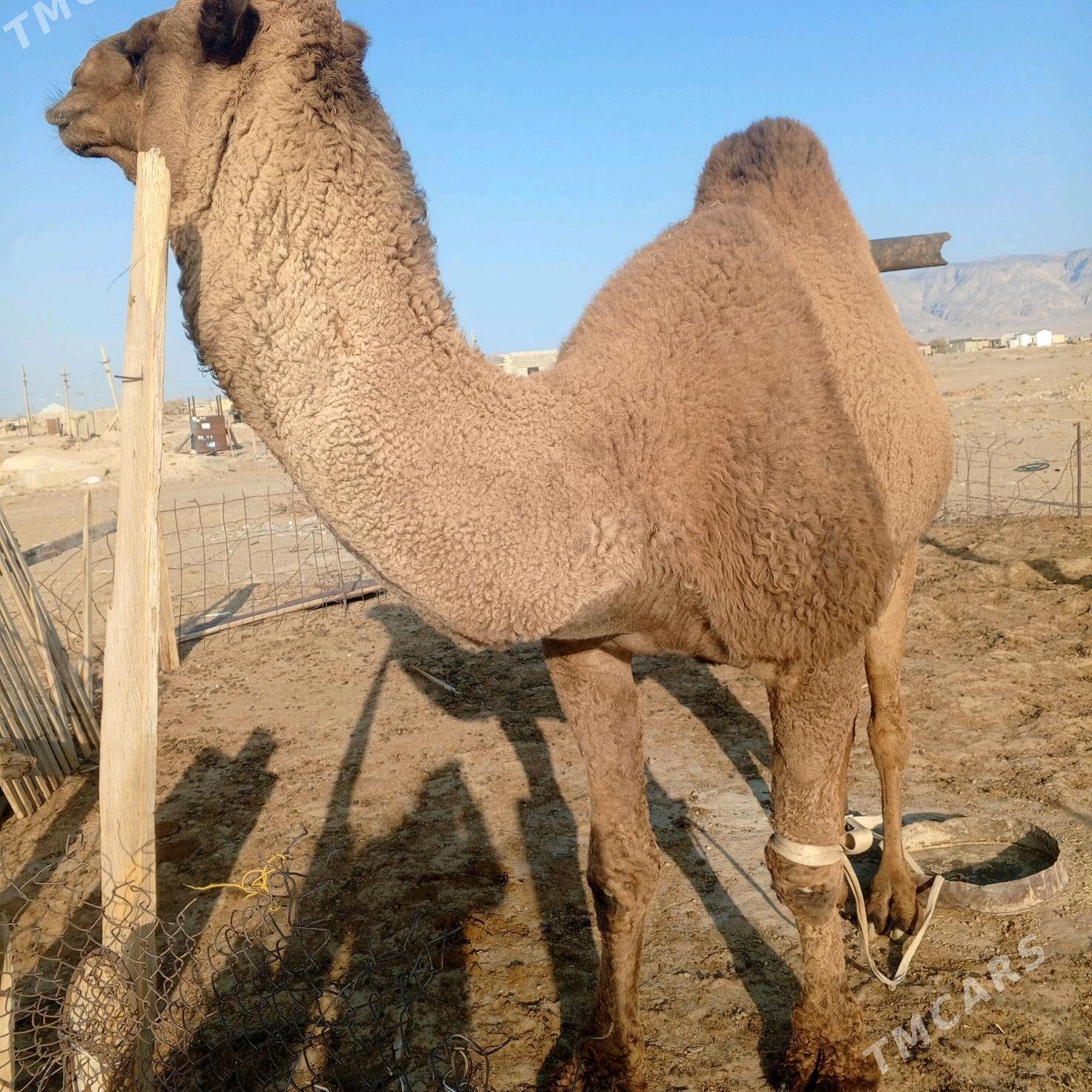 erkek - Балканабат - img 2