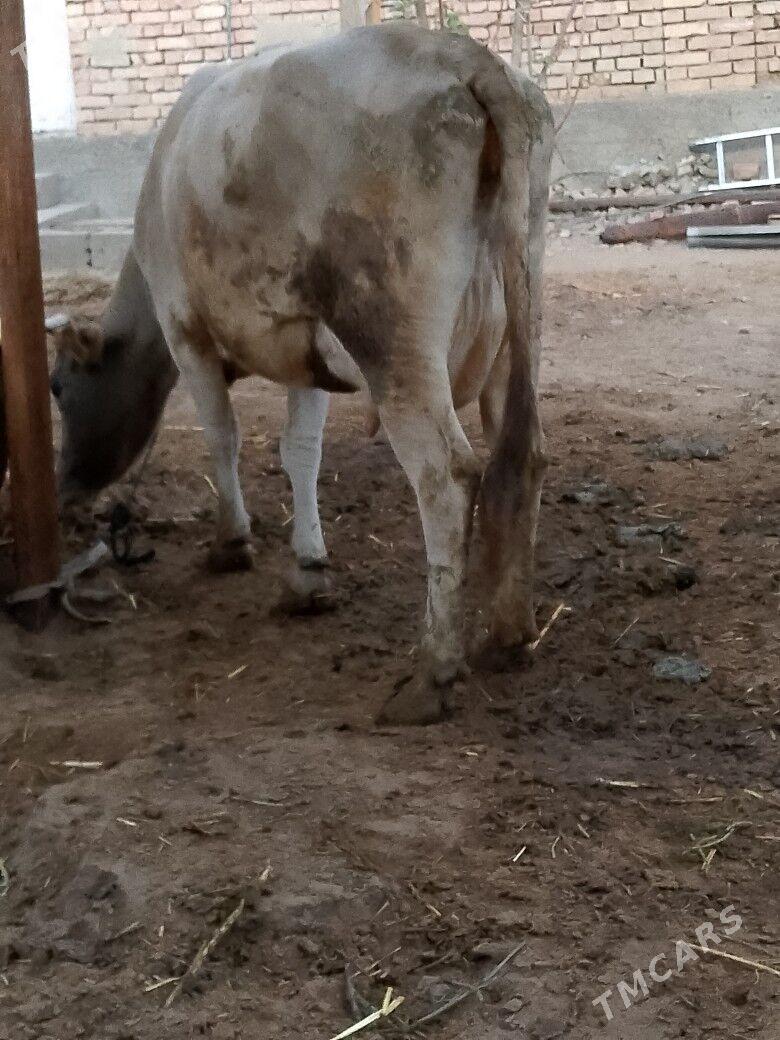 Göleli sygyr - Чоганлы - img 3