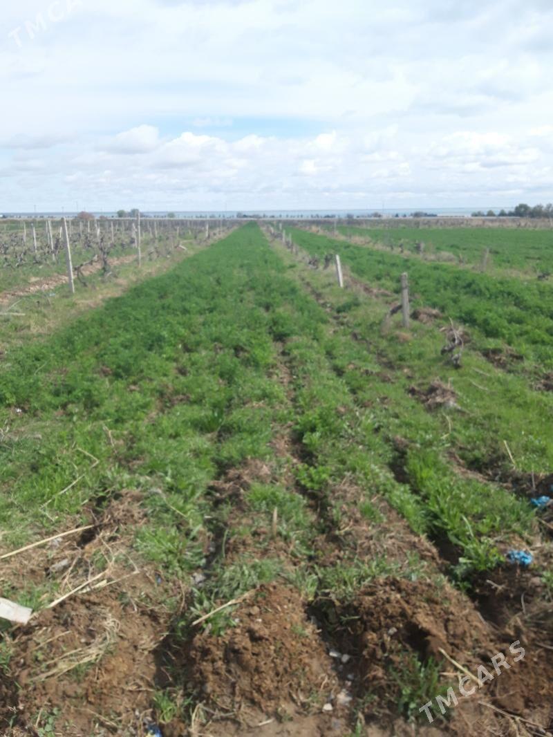 yorunja yer - Гёкдепе - img 2