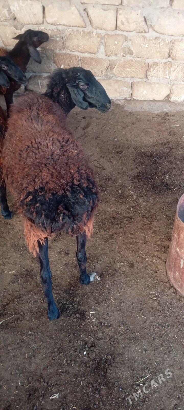 gisar bogaz goyun - Бузмеин - img 2