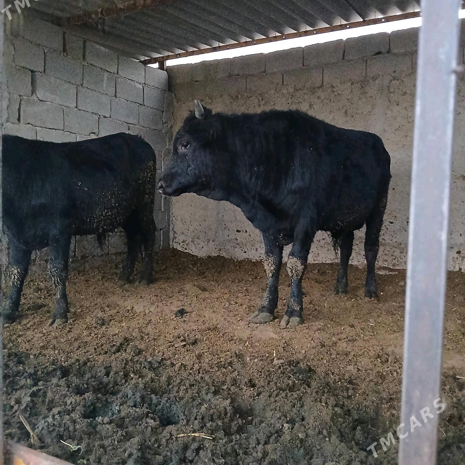 öküz 2sany - Änew - img 1