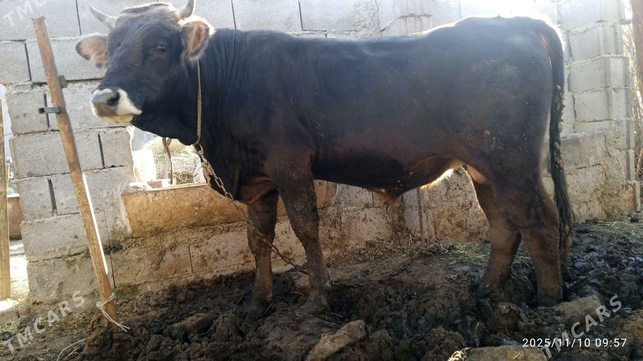 tuwe,okuz,sygyr - Бахарден - img 2