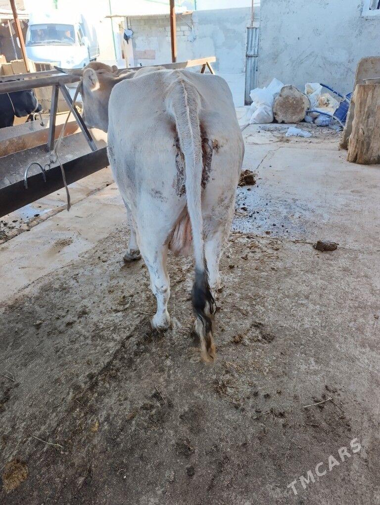 sygyr - Aşgabat - img 2