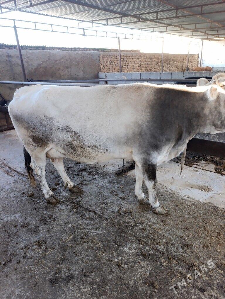 sygyr - Aşgabat - img 1