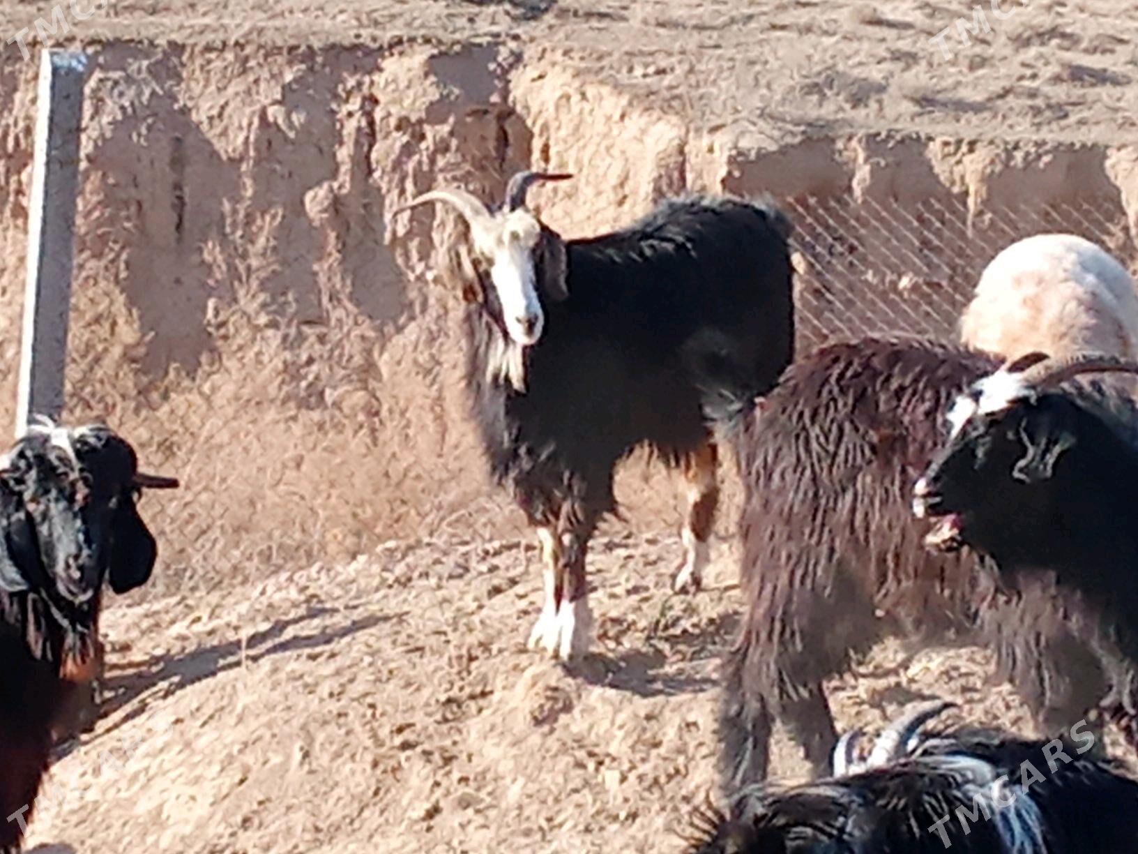 erkeç - Gyzylarbat - img 5