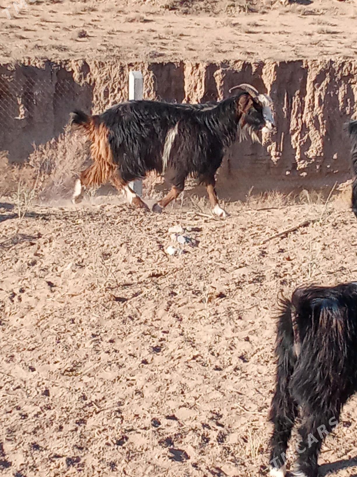 erkeç - Gyzylarbat - img 3