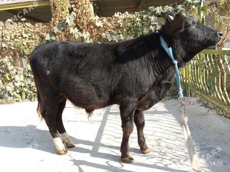 mitis öküz - Türkmenabat - img 3