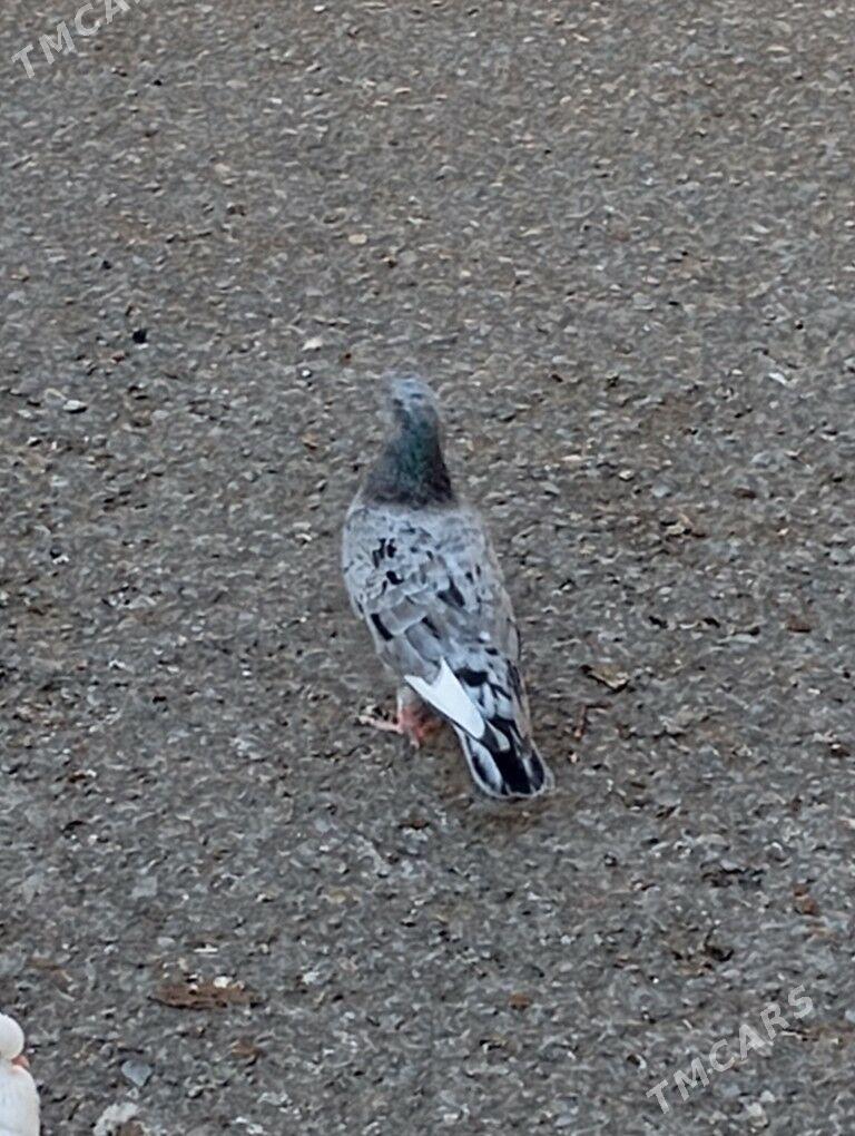 kepteri - Ашхабад - img 7