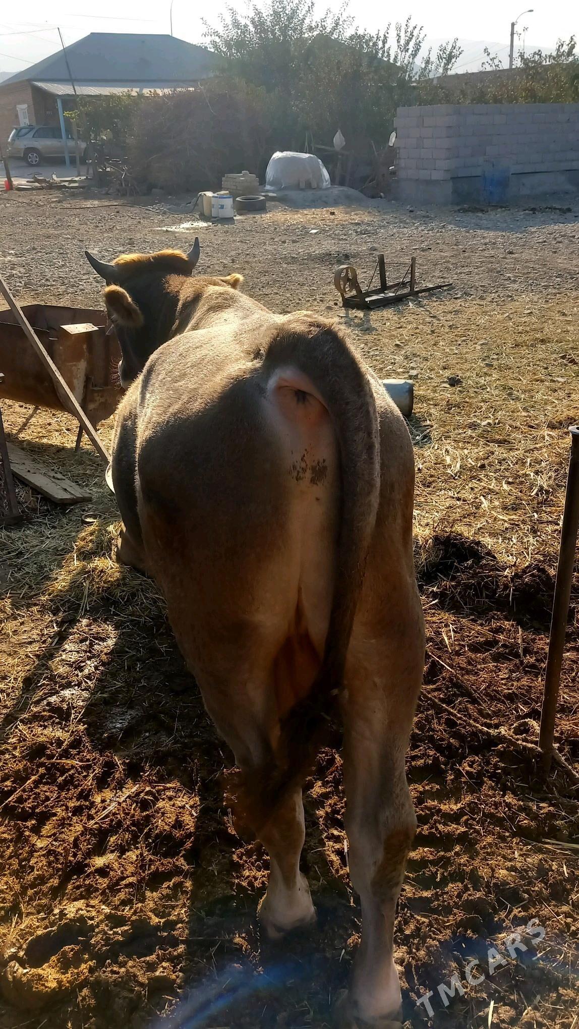 Okuz mal - Бахарден - img 5