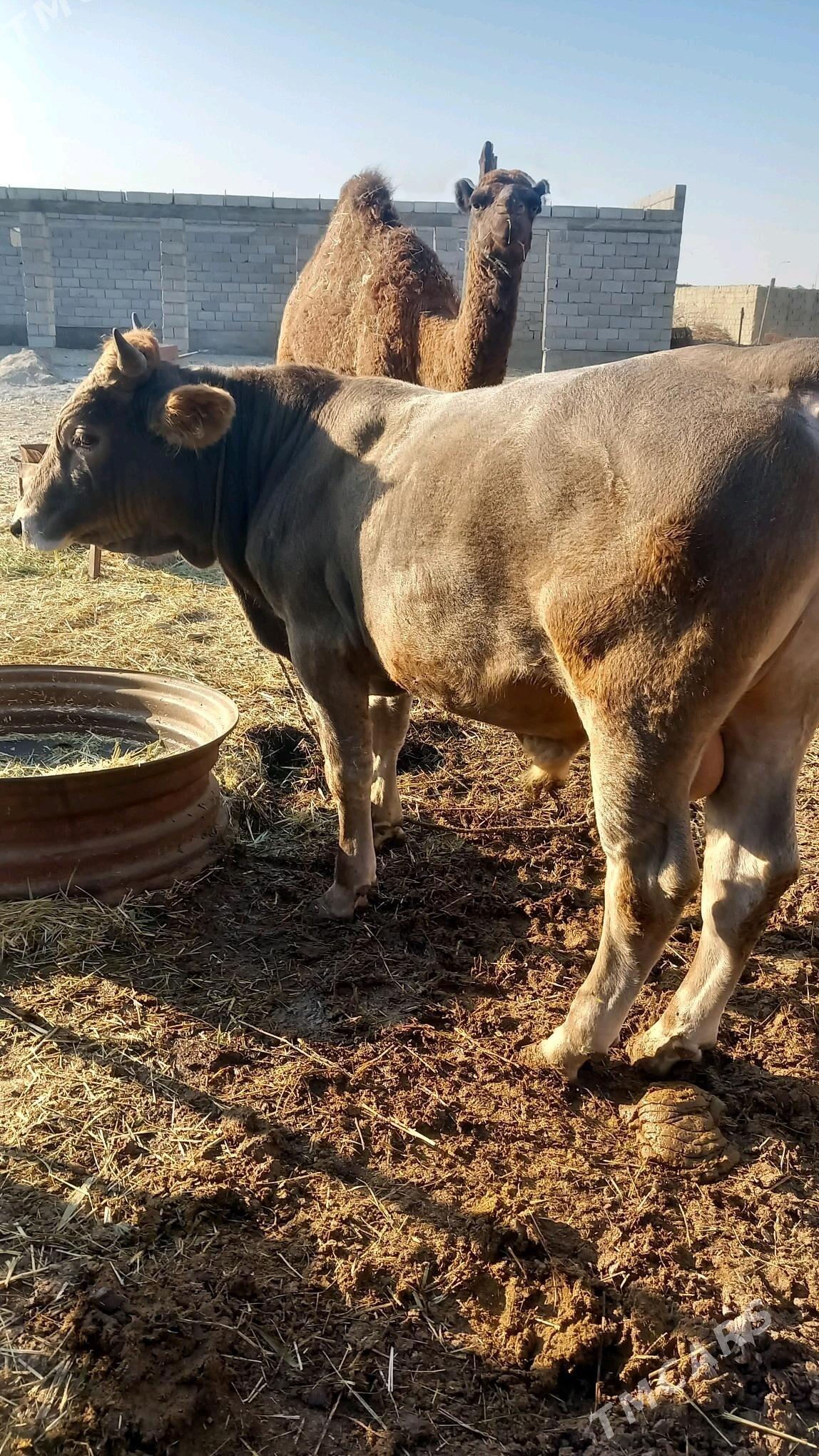 Okuz mal - Бахарден - img 1