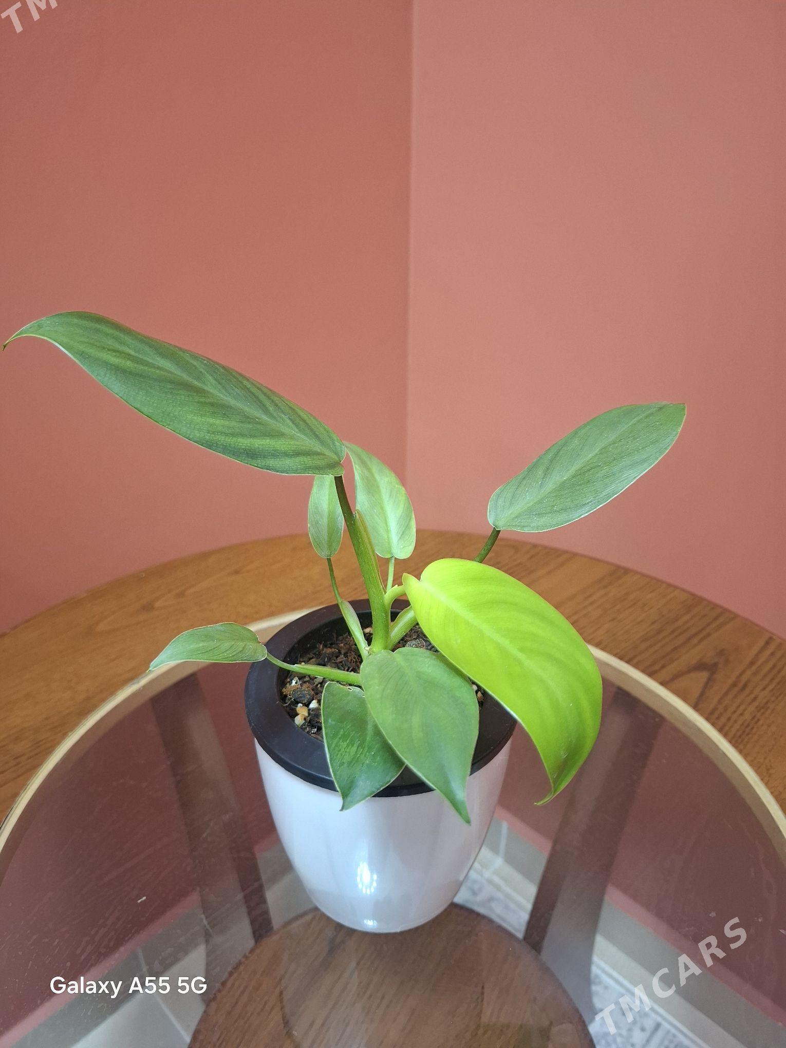 otag gulleri комнатные растени - Parahat 2 - img 6