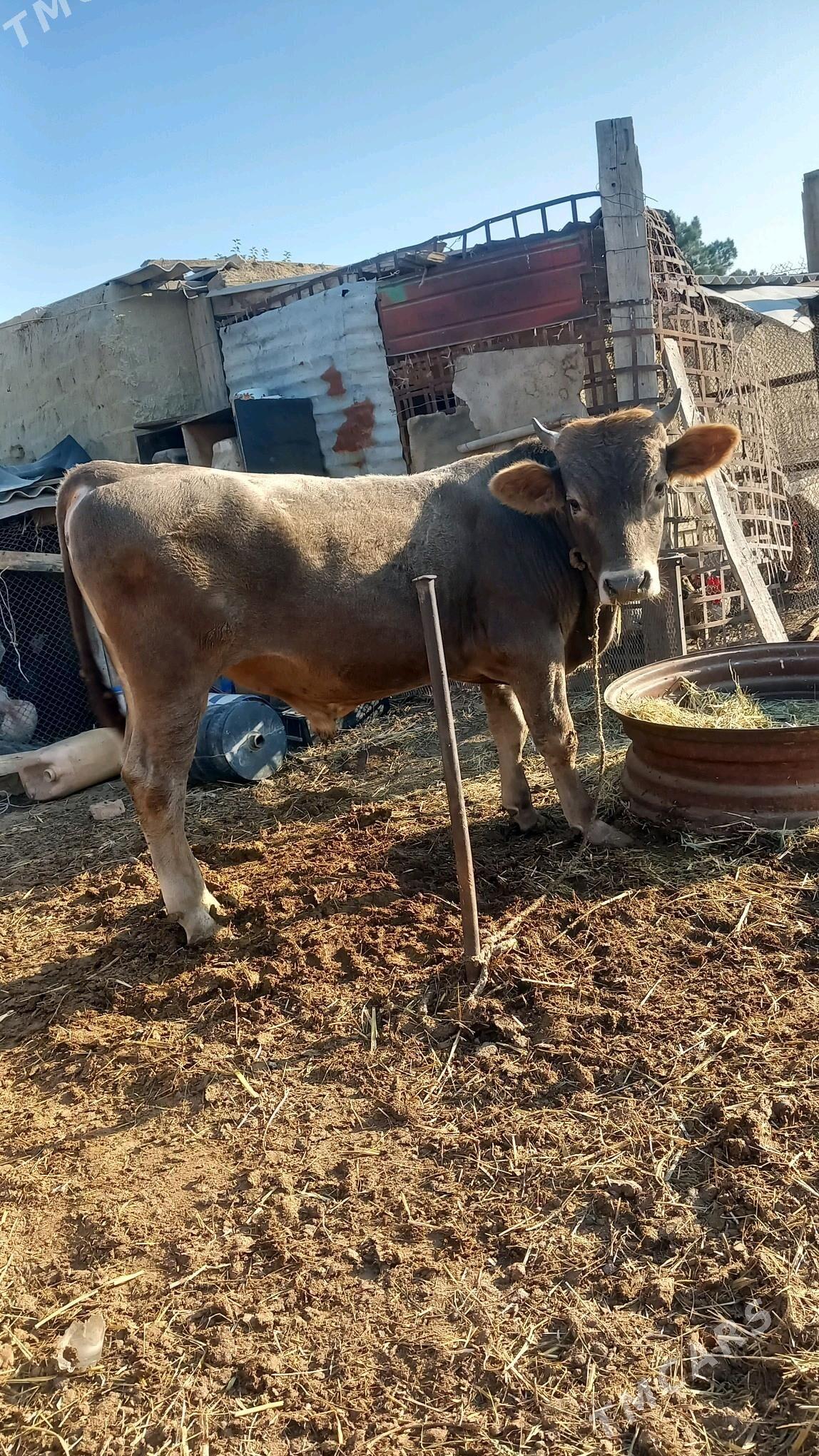 Okuz mal - Бахарден - img 3