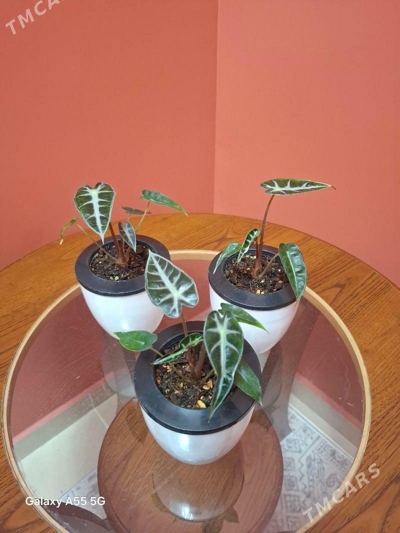 otag gulleri комнатные растени - Parahat 2 - img 7