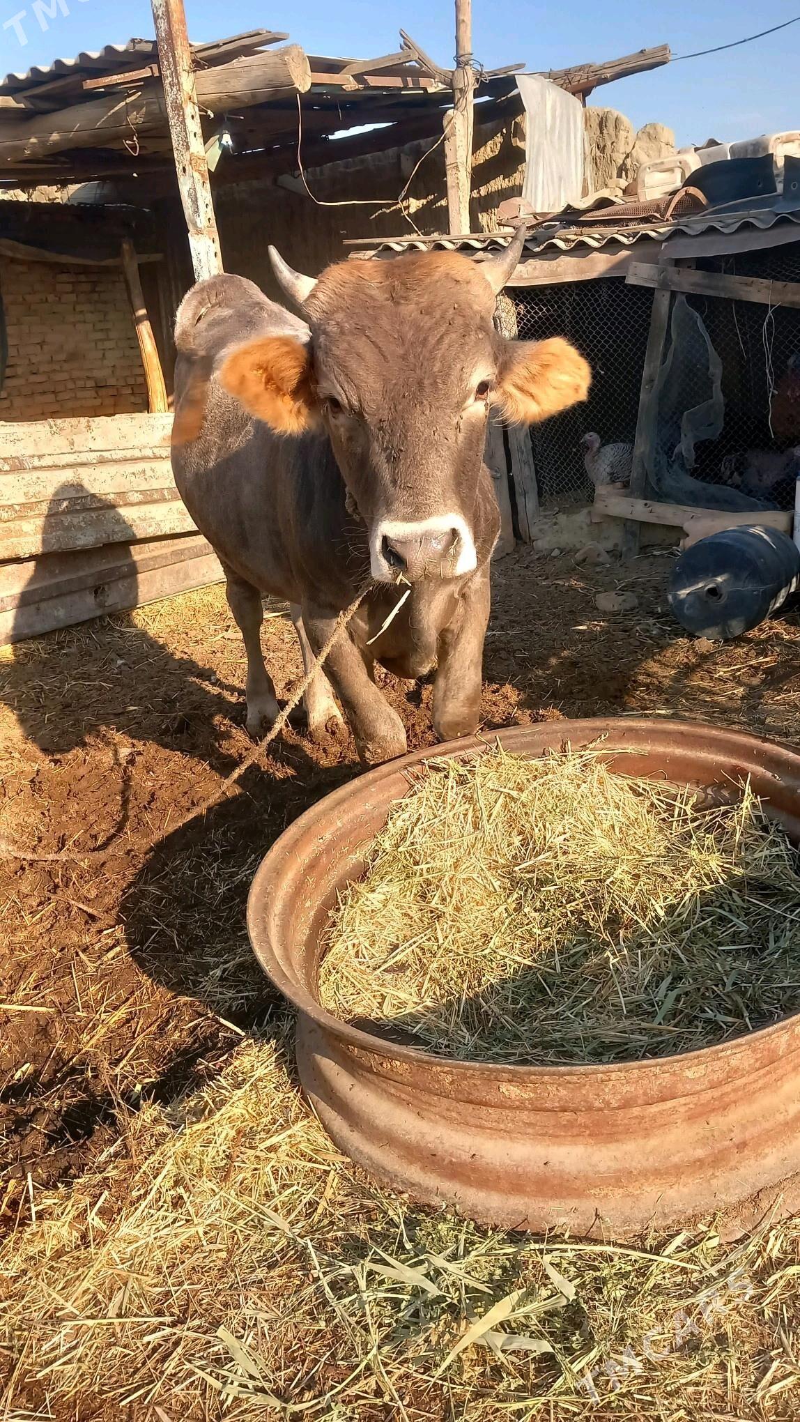 Okuz mal - Бахарден - img 6