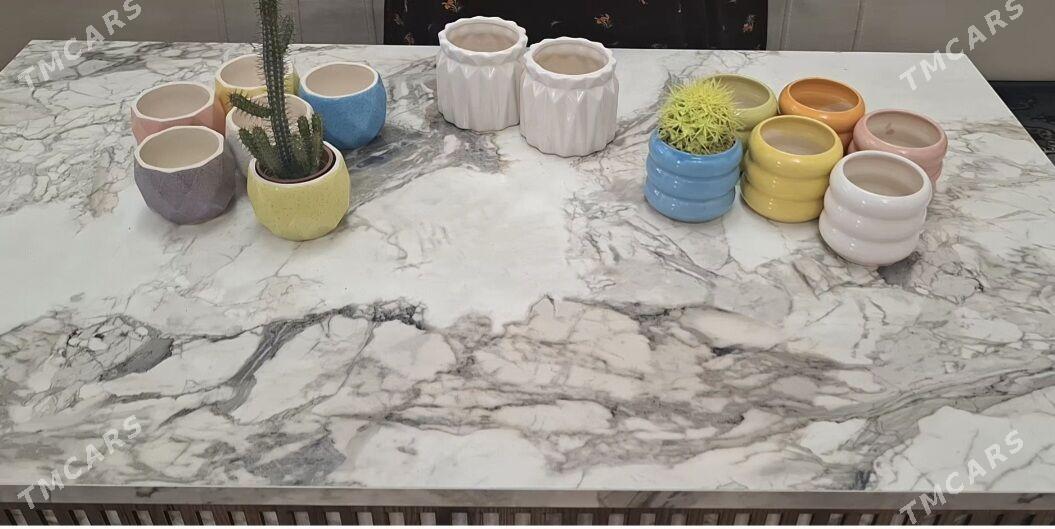 otag gulleri комнатные растени - Parahat 2 - img 1