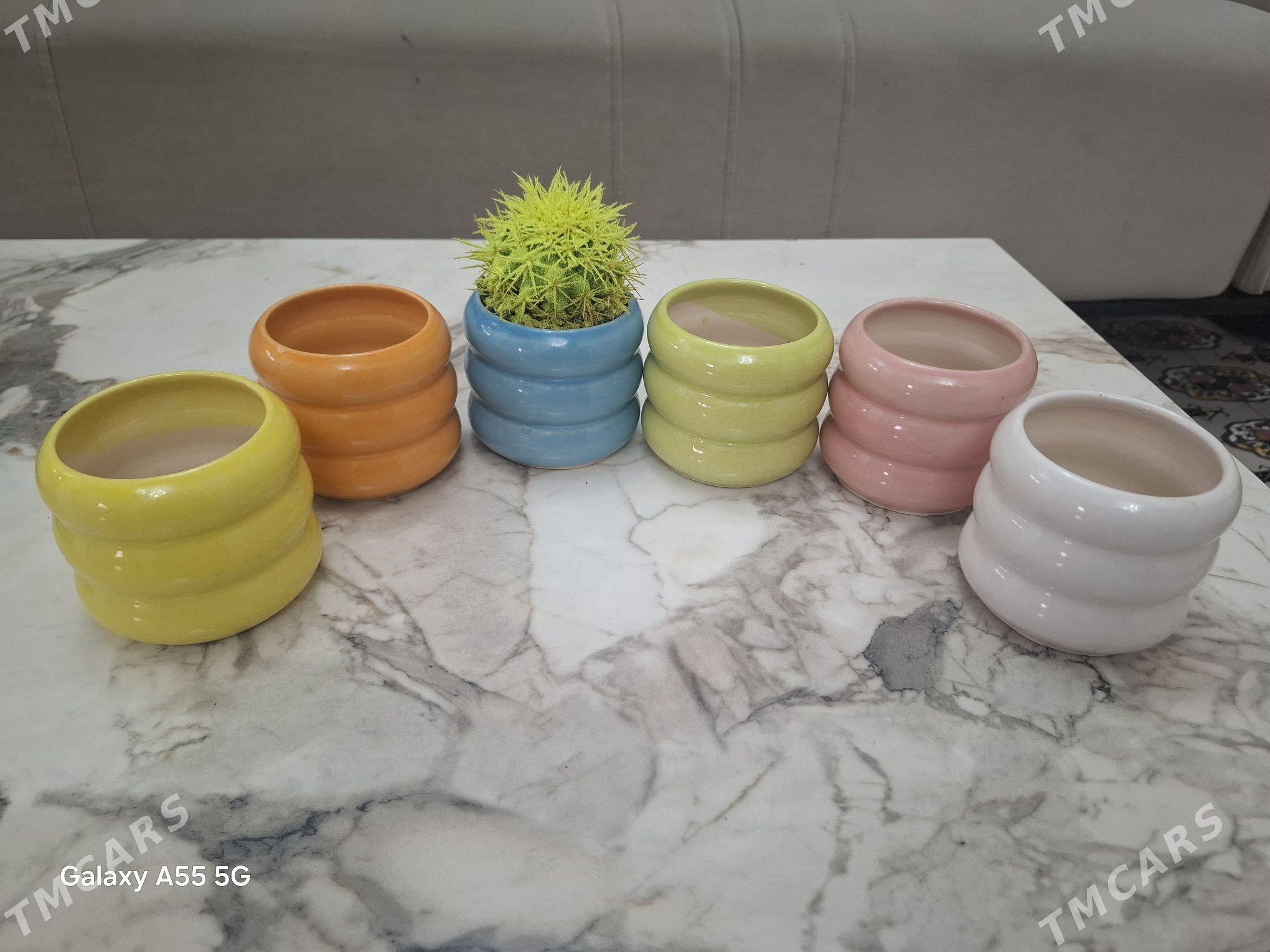 otag gulleri комнатные растени - Parahat 2 - img 3