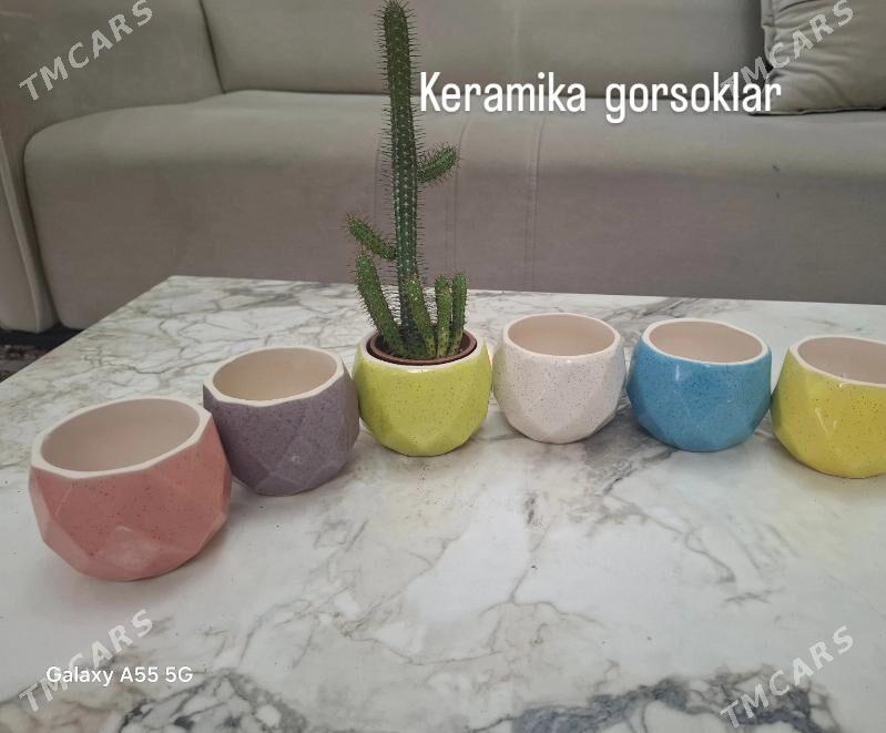 otag gulleri комнатные растени - Parahat 2 - img 2