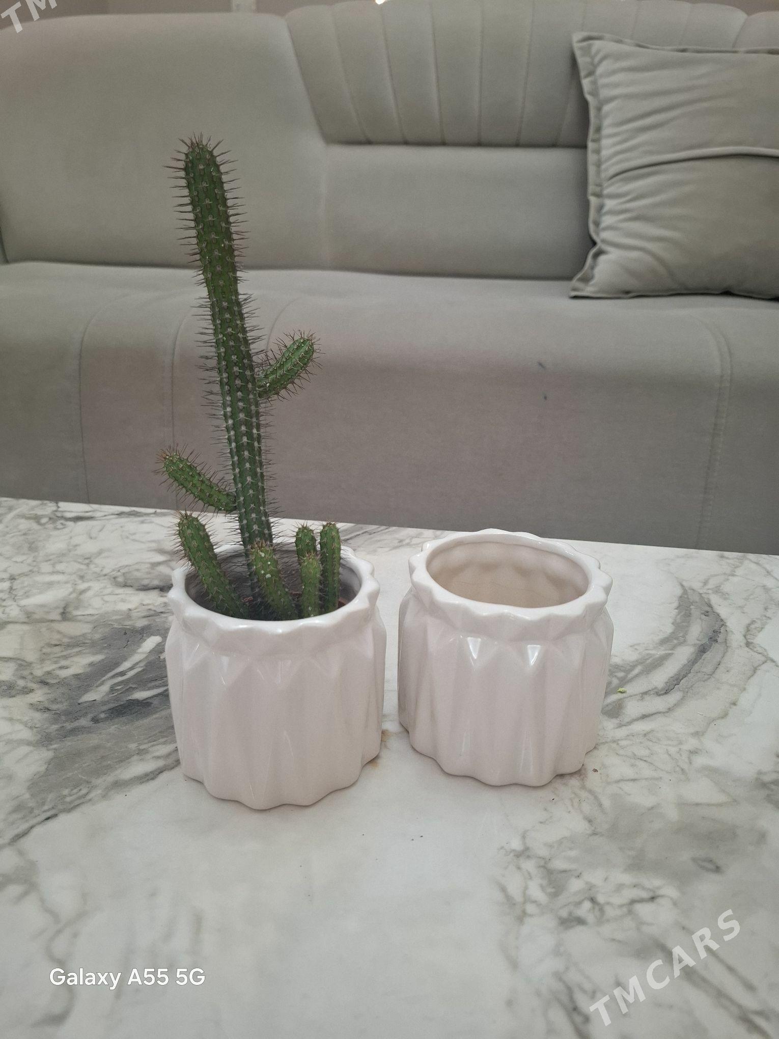 otag gulleri комнатные растени - Parahat 2 - img 4