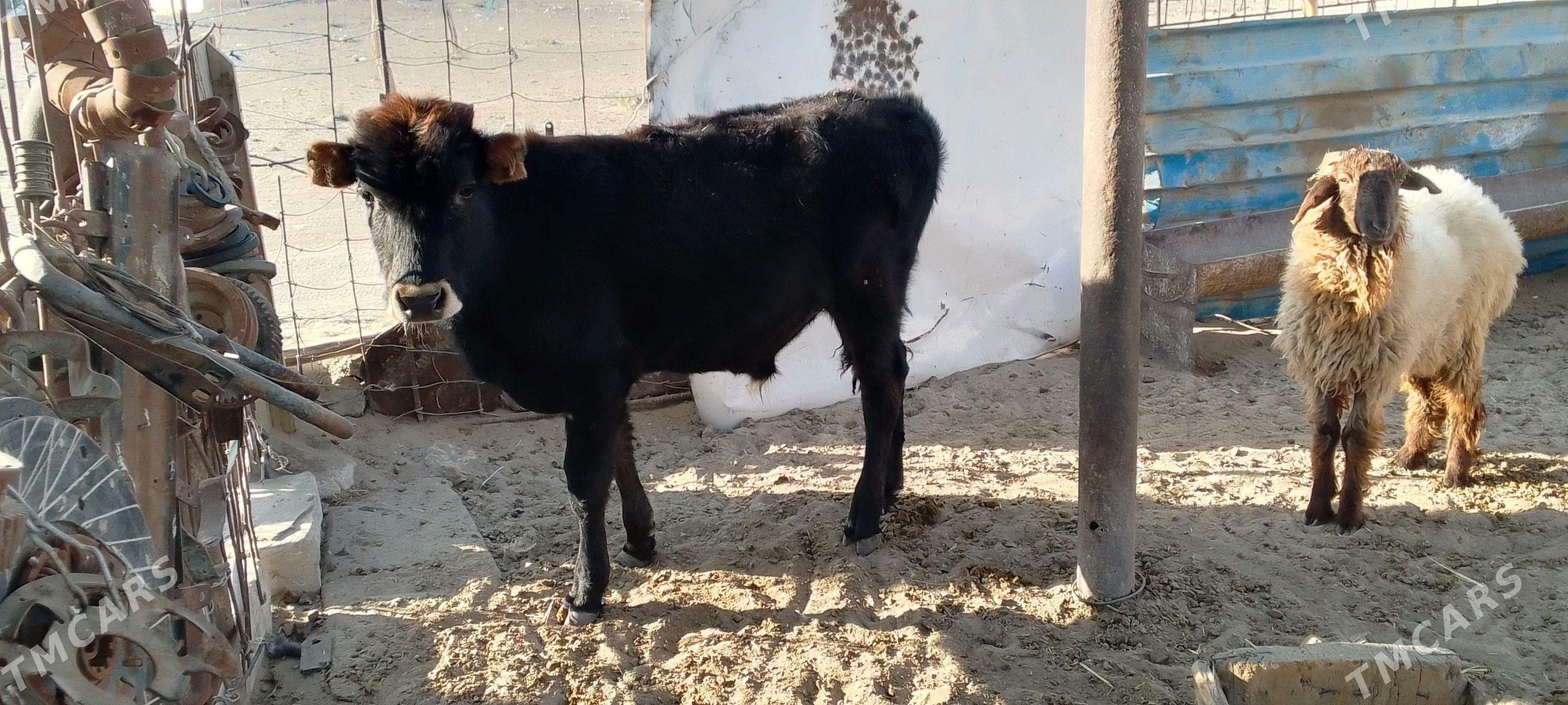 okuzce - Balkanabat - img 3