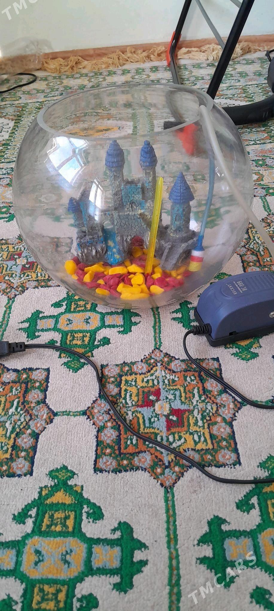 Аквариум круглый - Aşgabat - img 3