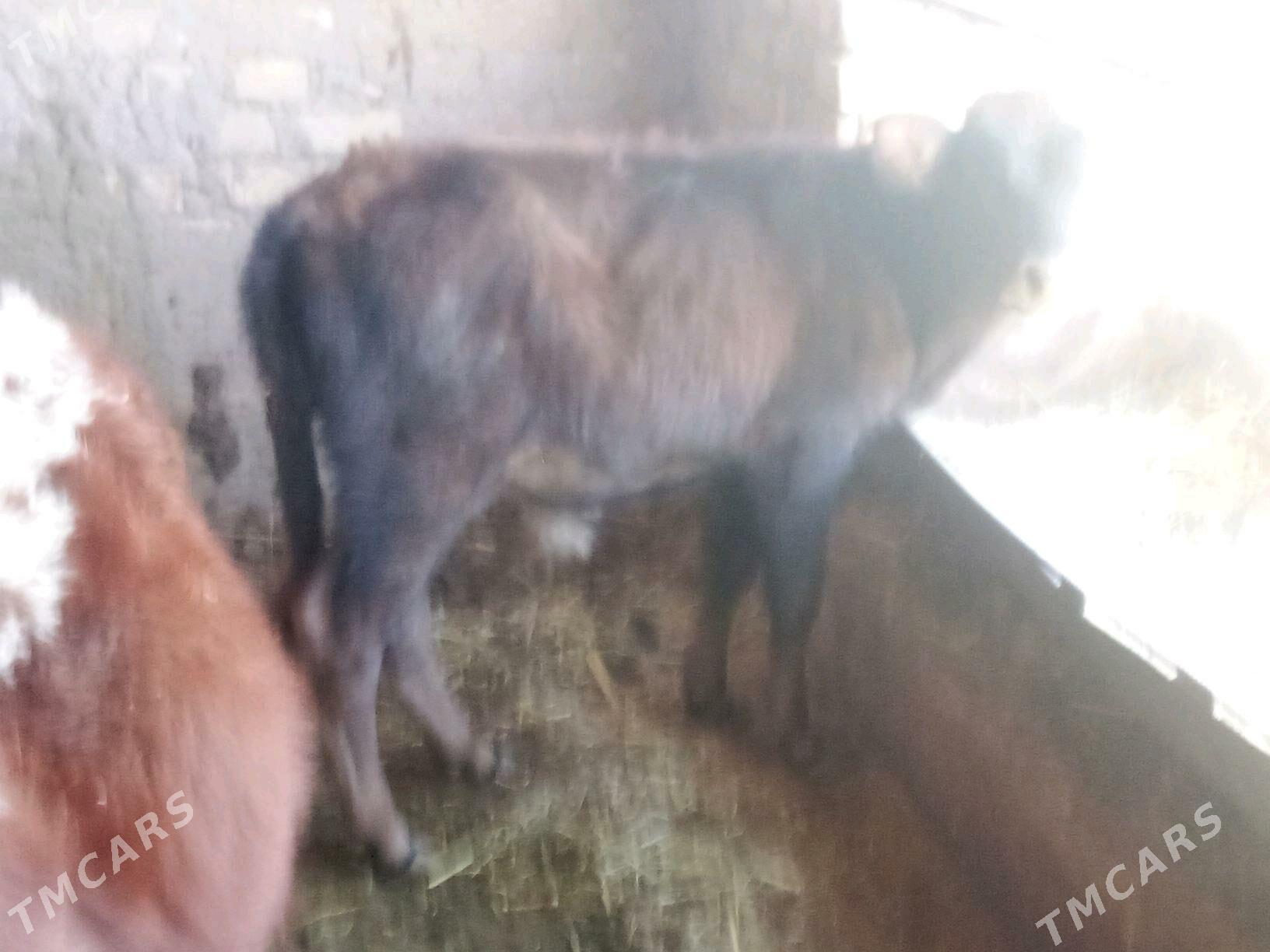 okuzce - Бабадайхан - img 3