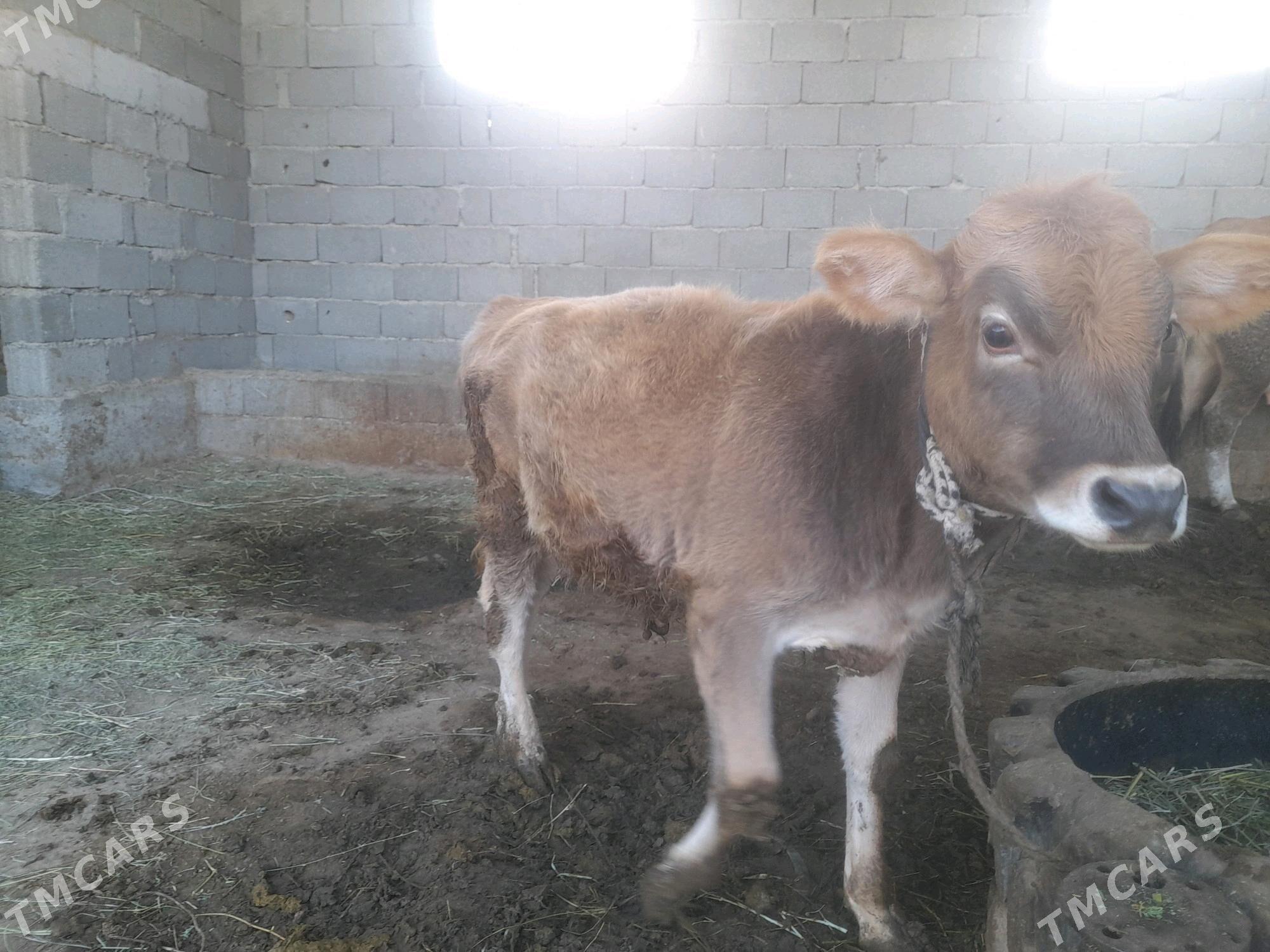 okiz - Гёкдепе - img 2