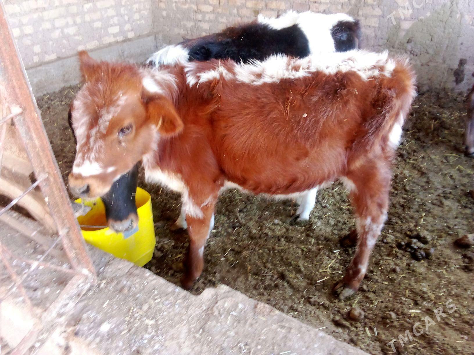 okuzce - Бабадайхан - img 5