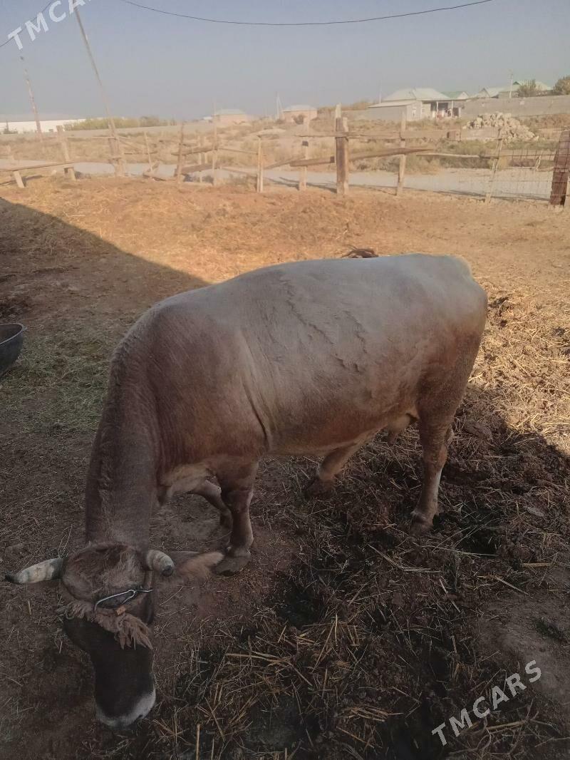 sygyr - Bäherden - img 2