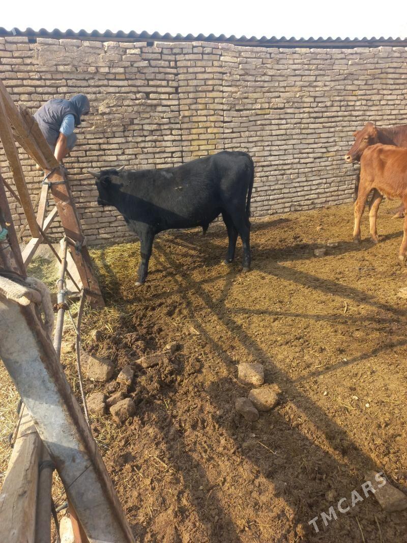 parodunny mallar - Байрамали - img 4