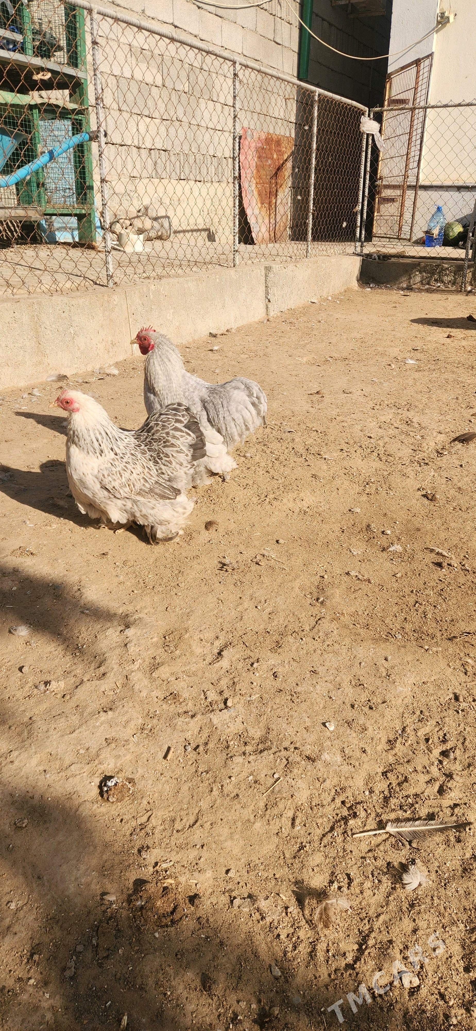 karlik kokunhin - Çoganly - img 3