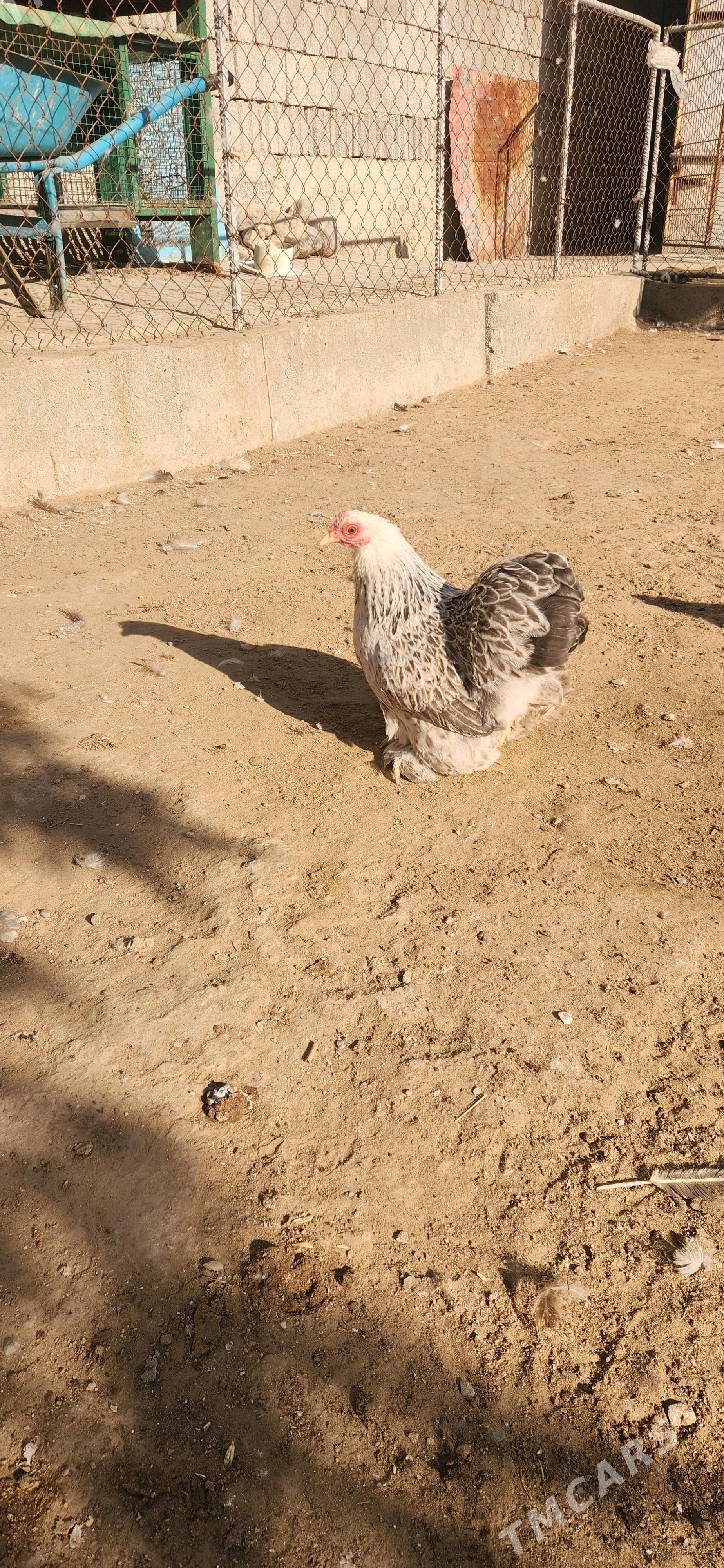 karlik kokunhin - Çoganly - img 4