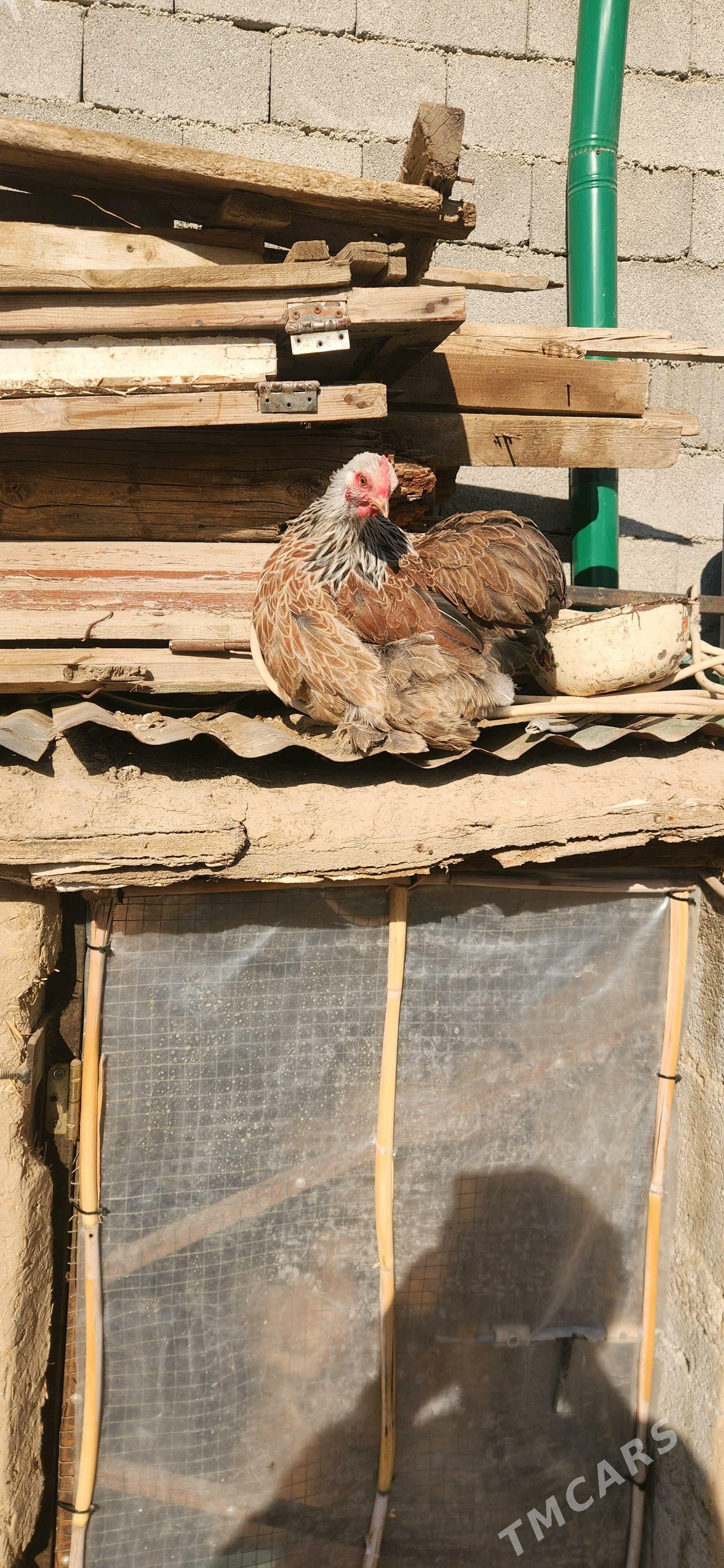 karlik kokunhin - Çoganly - img 2