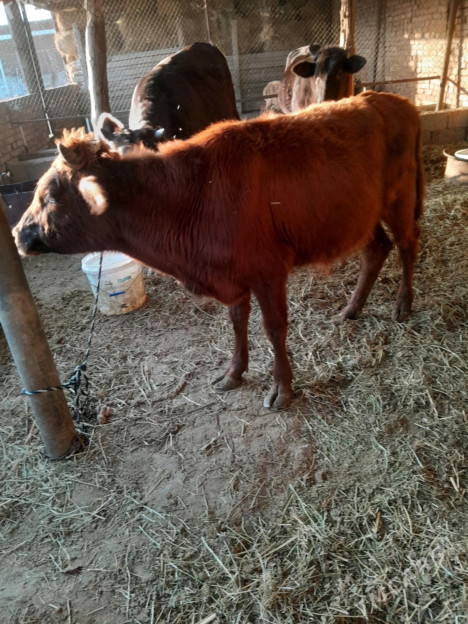 okuz 1 yaṣ - Ak bugdaý etraby - img 4