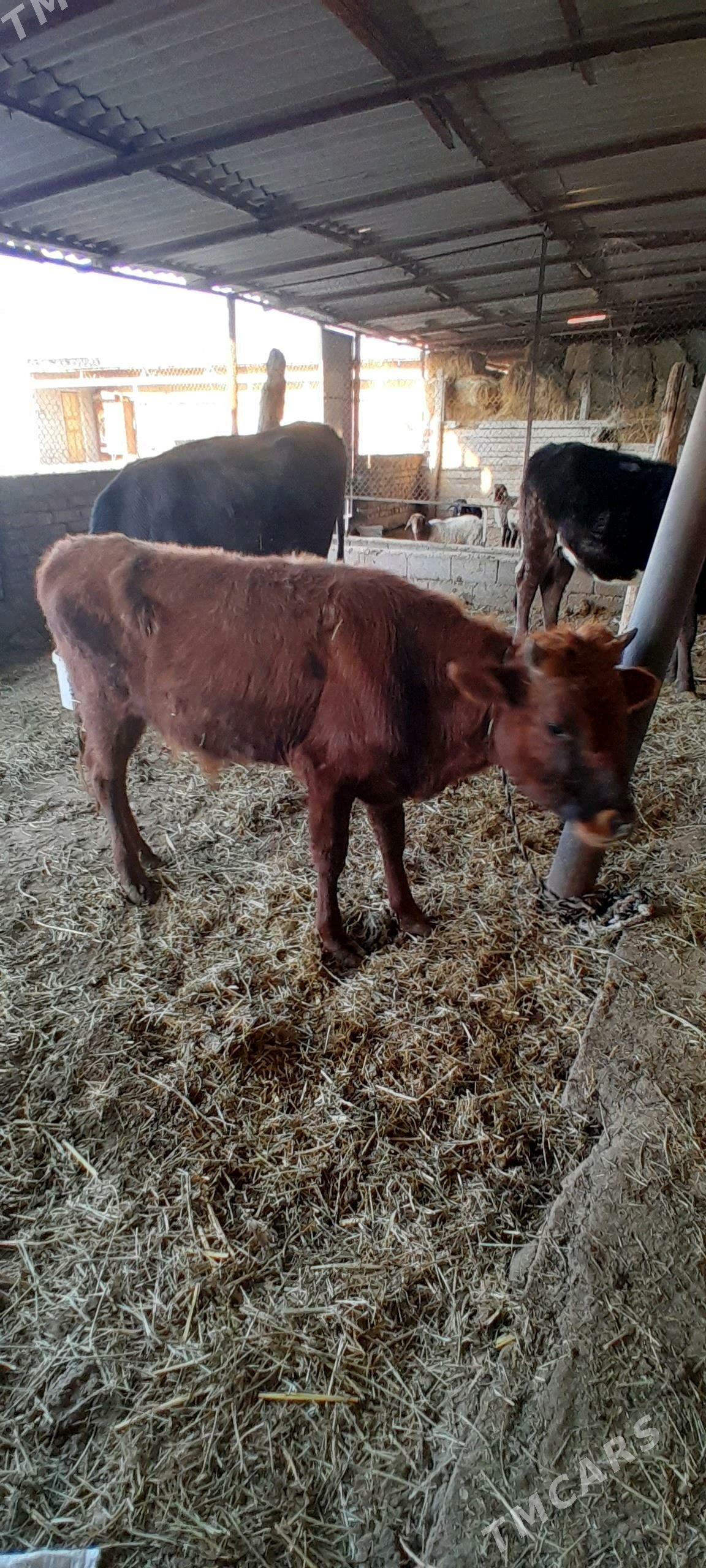 okuz 1 yaṣ - Ak bugdaý etraby - img 1