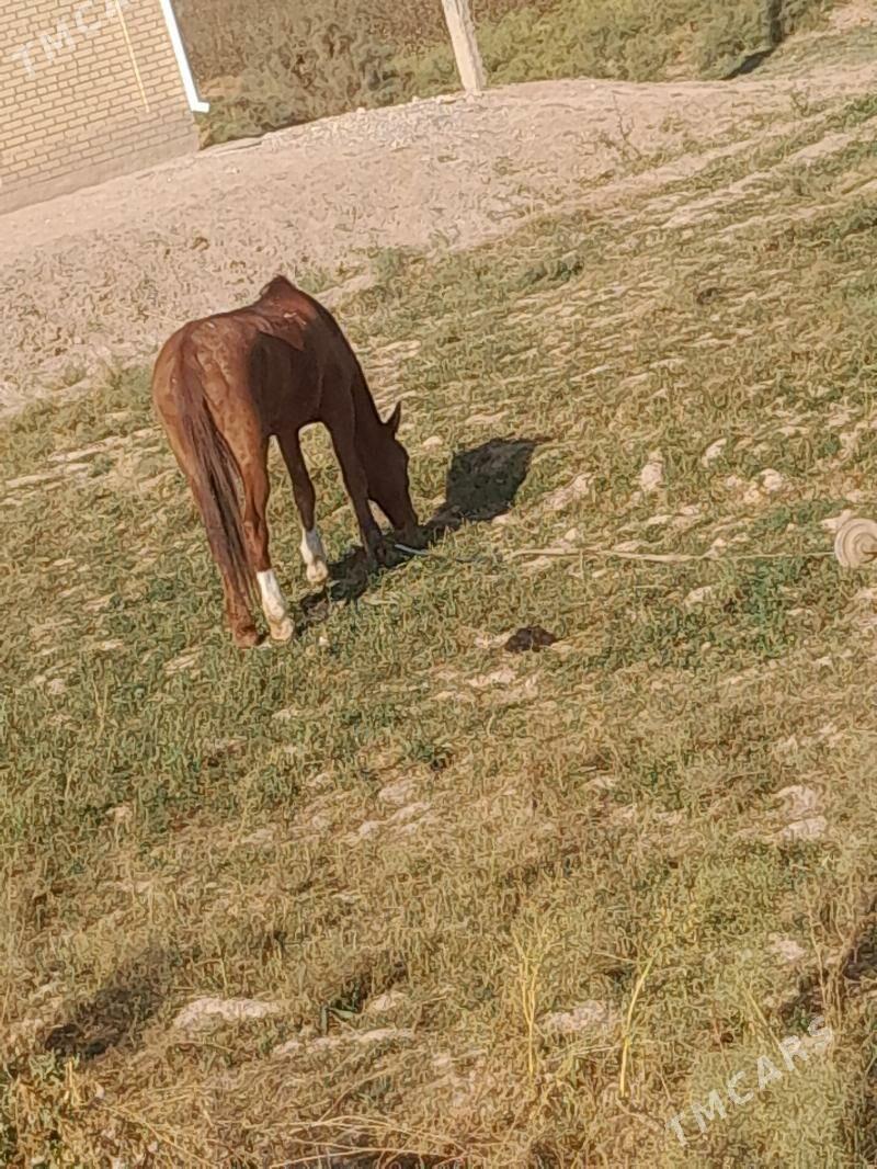 at - Мургап - img 1