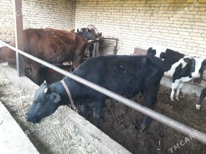 ikisany okuz - Чарджоу - img 1