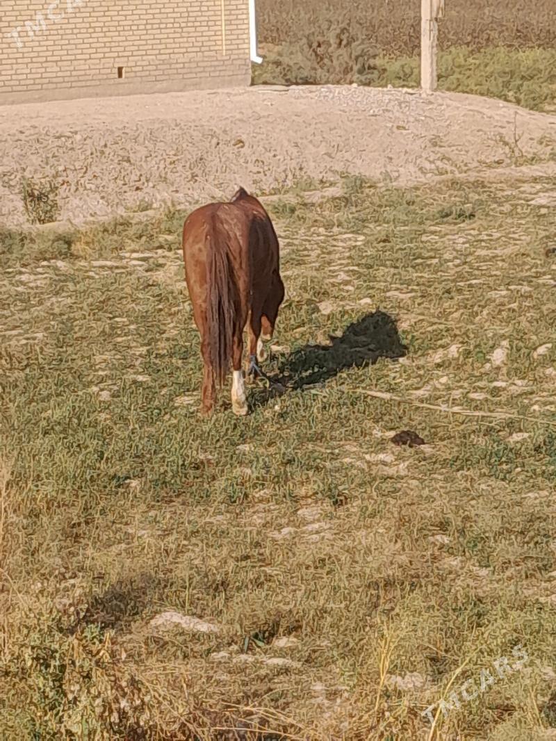 at - Мургап - img 2