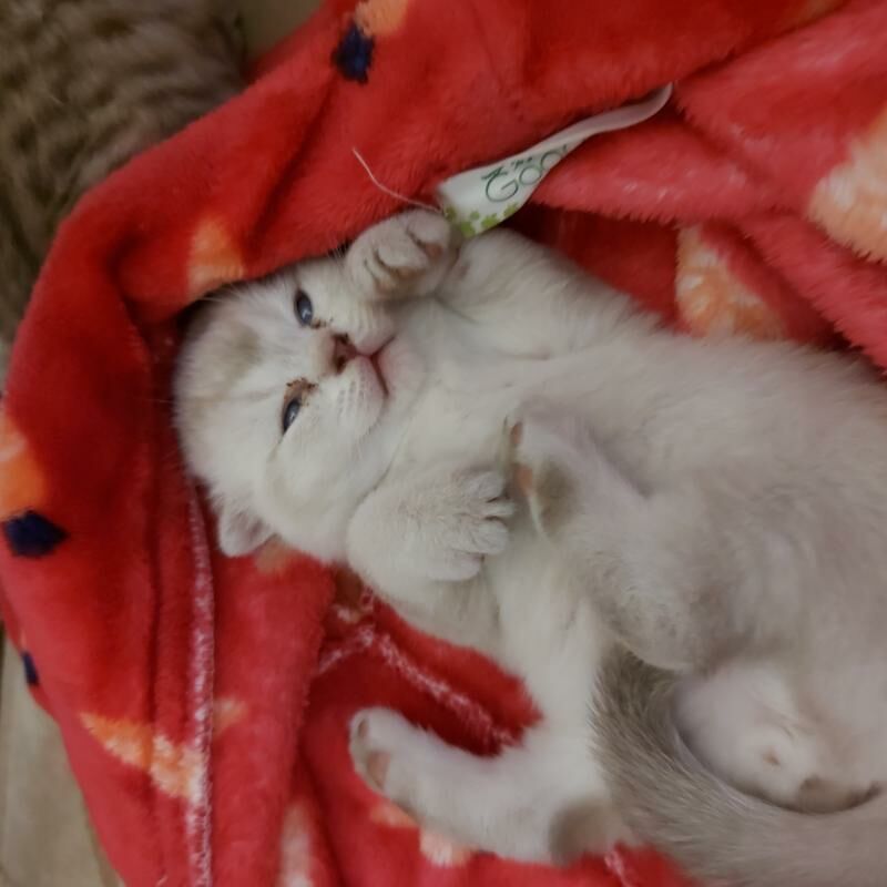 вислоухие котята - Aşgabat - img 7