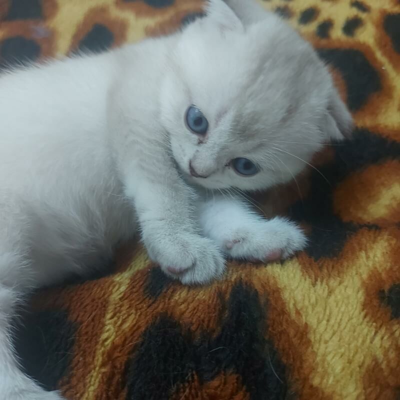 вислоухие котята - Aşgabat - img 5