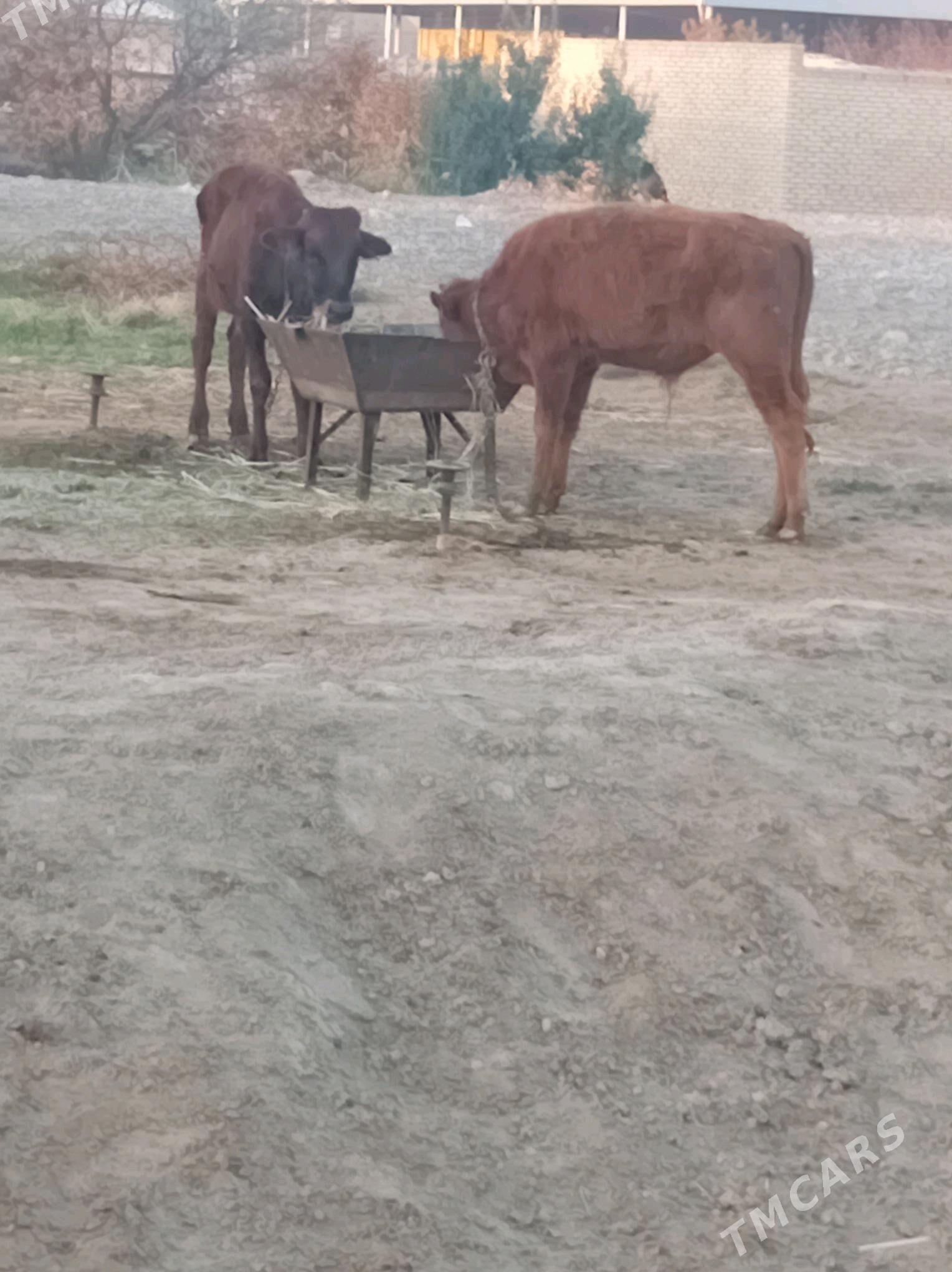 okuzce - Mary - img 1