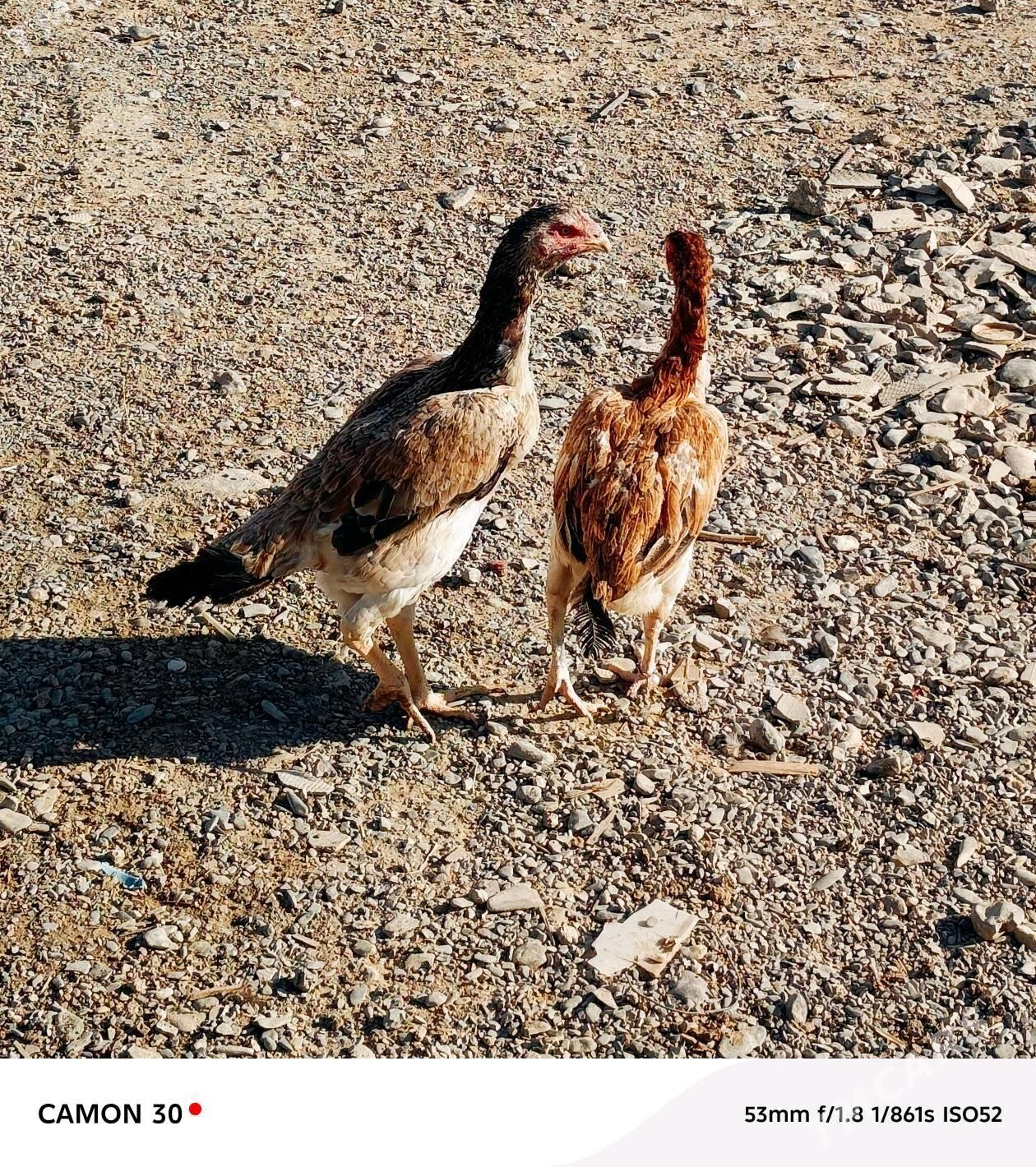 ТАШКЕНТ ХОРОЗ МАКСИ БН - Gökdepe - img 4