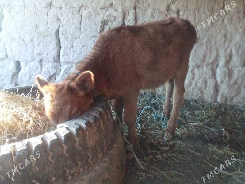 unajyn - Чарджоу - img 3