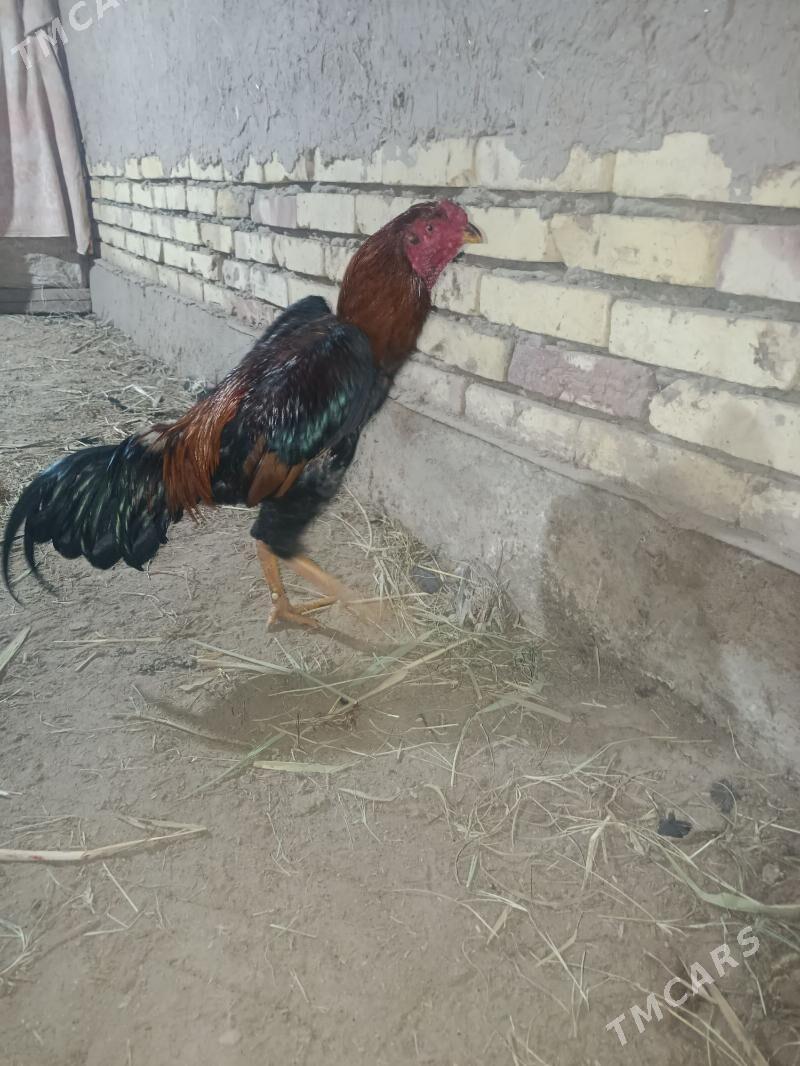 horaz - Шабатский этрап - img 2