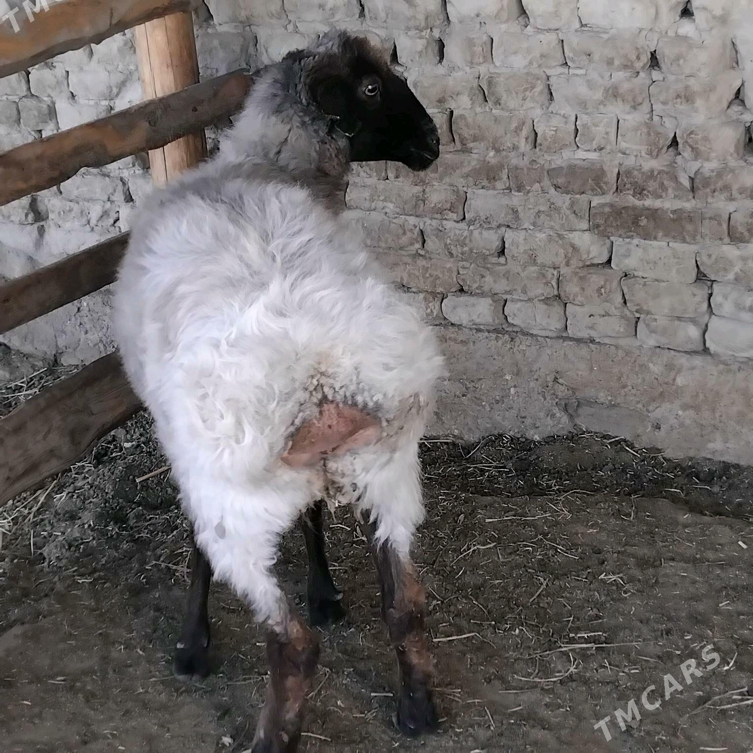 goyun - Bäherden - img 1