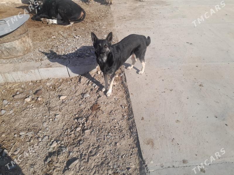 It Abŝarka - Гызыларбат - img 2