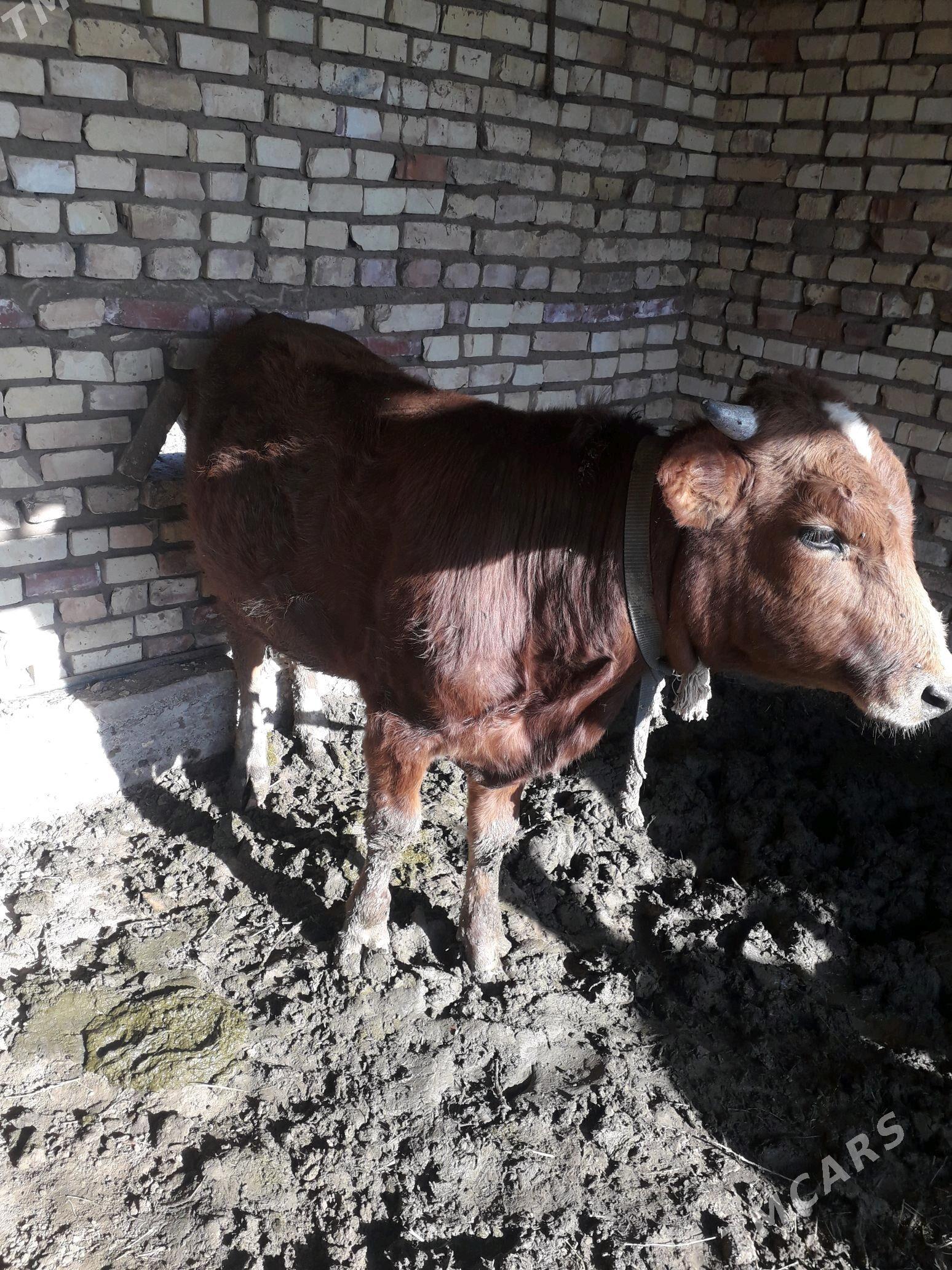 òku - Бабадайхан - img 3