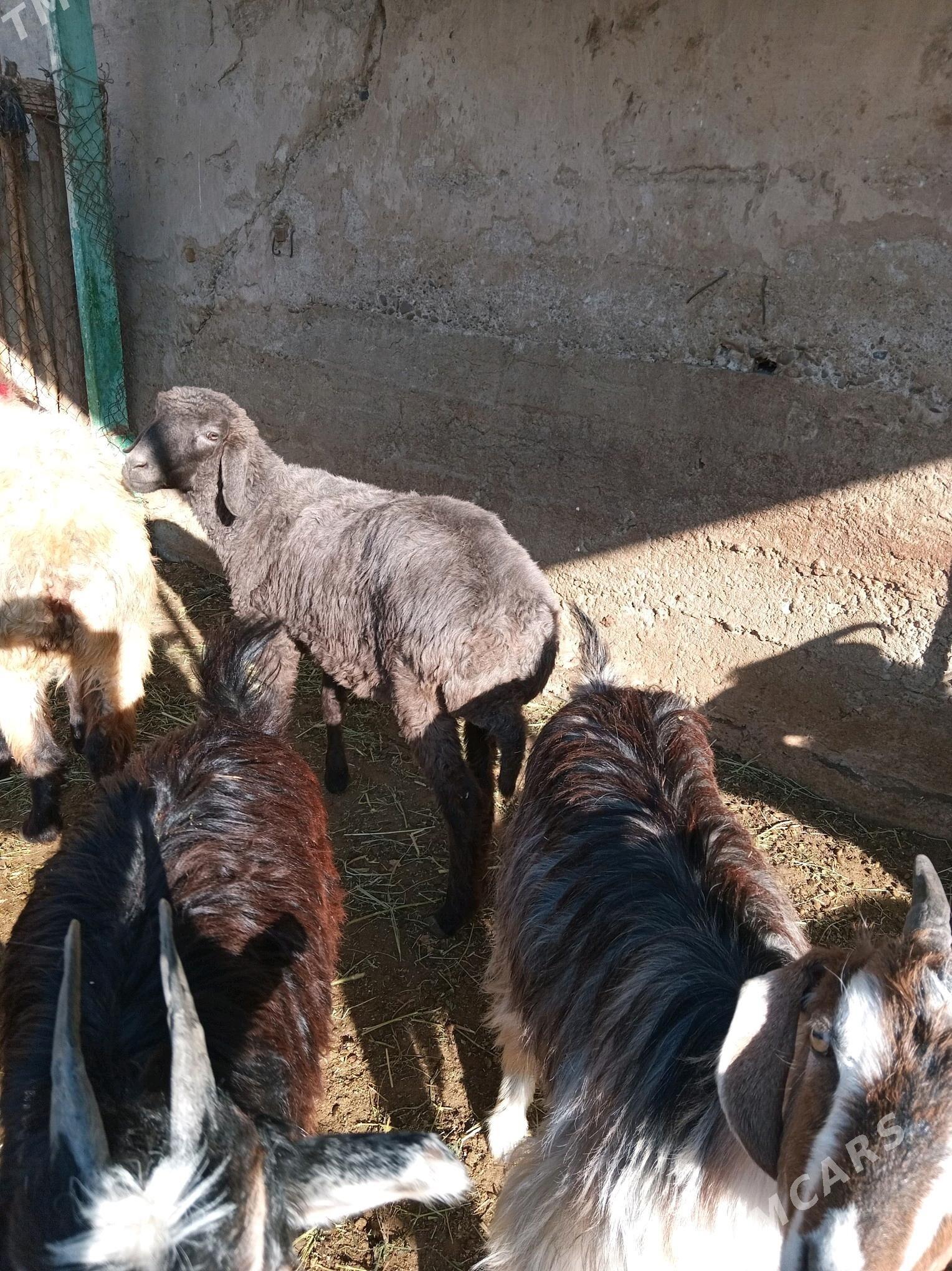 Tokly - Aşgabat - img 1