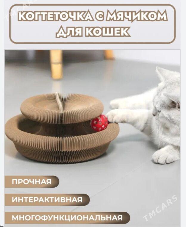 когтеточка - Aşgabat - img 1