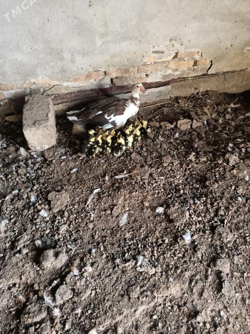 muskus jujeler - Чарджоу - img 2