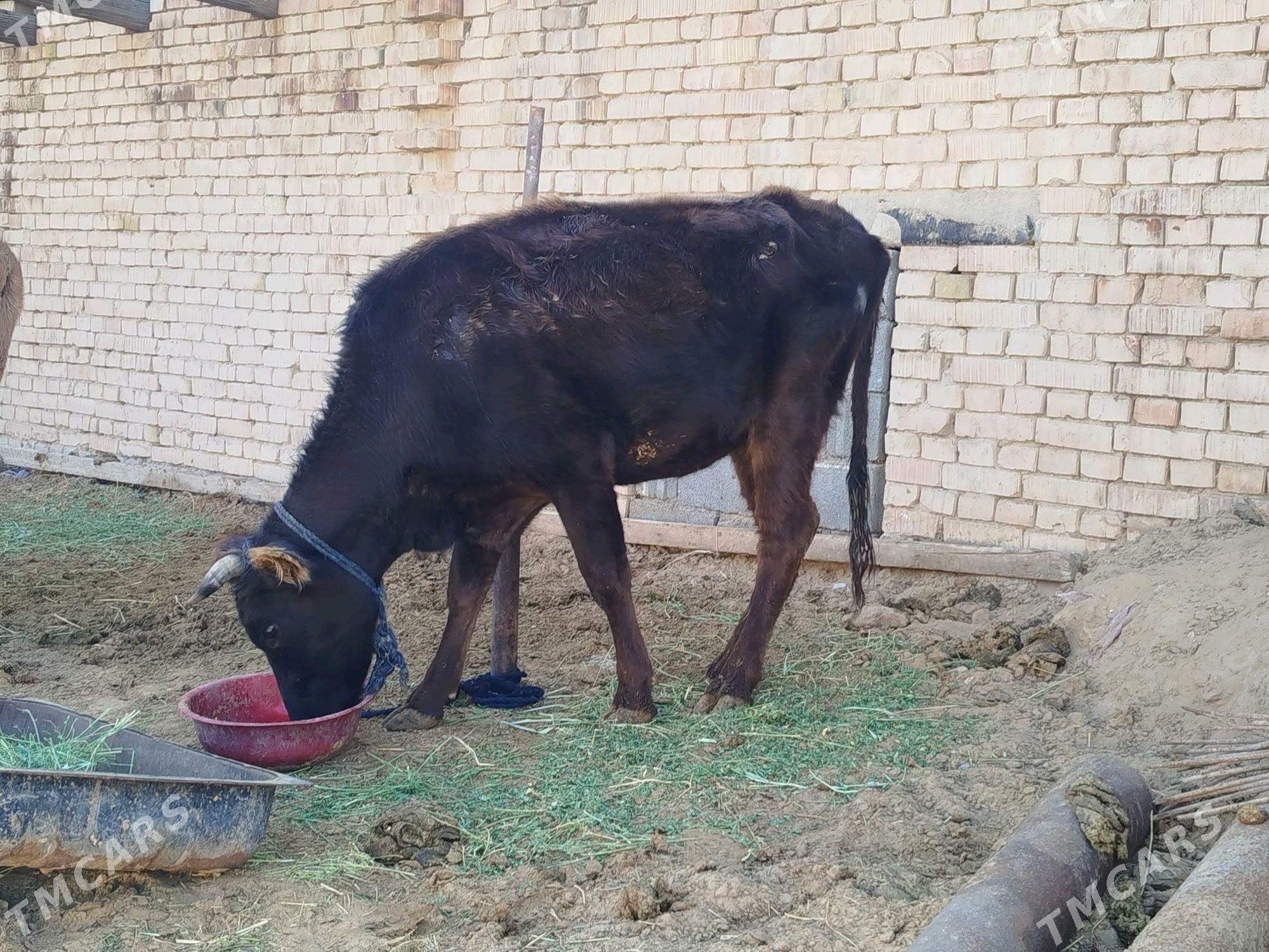 sygyr - Ашхабад - img 1